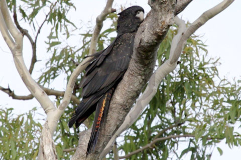 Red-tailed Black-Cockatoo (Calyptorhynchus banksii)